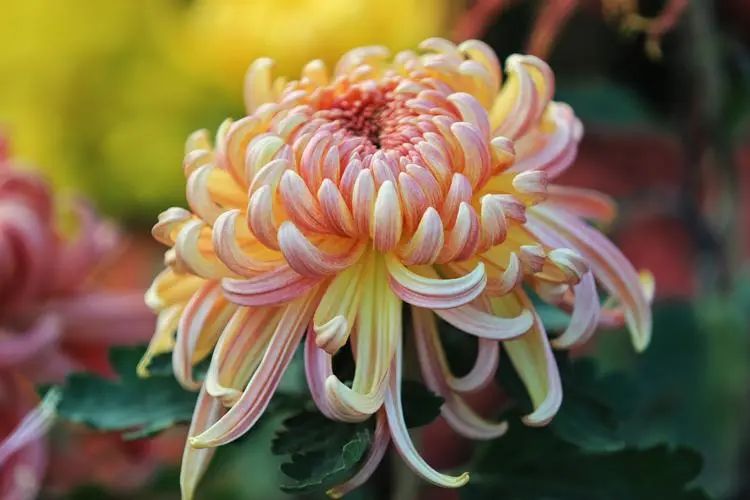 重陽丨深情不及久伴，厚愛無需多言。(圖2)